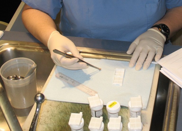 Formalin Pads for Grossing FAN Pad